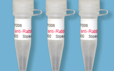 Digital Anti-Rabbit-HRP