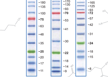 BrightBAND Prestained 3-color Protein Marker